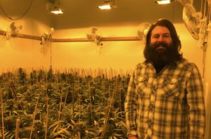 Like many of today’s legally licensed cannabis farmers, Alex Noland started his career in the illicit weed market while in college. He would visit California farms to get more familiar with the process, taking what he learned back to his own small grow in Oklahoma, where he risked the jail sentence getting caught growing would bring. During that time, maintaining aquariums was another hobby of Alex’s that began with a single fish a friend gave him and grew from there. One day, shortly after graduating from college, Alex received a little piece of neighborly advice that fueled all of his future cannabis and aquarium endeavors. “I went out front of my house to dump some dirty tank water,” he explained. “This 90-year-old lady who lived across the street was sitting on her porch watching everything going on, and she asked what I was doing. I told her dumping out dirty old fish water, and she asked if it was freshwater? I said yeah, and she says, dump it on the flowers; it will help them grow better!” At first, he politely thanked her for the good idea, but later it dawned on him that this gardening tip could have huge implications for his cannabis farming. “It hit me that I should grow aquaponically and immediately started researching methods,” Alex said. About the time of this discovery, Alex was saving for a move out of Oklahoma. He took a 6-week drive around the country to decide where he wanted to start his adventures in cannabis farming. “I always thought I would head to Northern California,” he said. “I visited Colorado, Montana, all the places that had medical programs. When I came to Oregon, I just fell in love.” Alex has been growing in Estacada, Oregon, at the top of the Cascade Mountain Range for about seven years now. It took some time for Alex to find the right land and get the fish tanks up and running, he remembered. “We produced weed but nothing substantial in the beginning,” Alex said. “My sister at the time was doing her Master’s Thesis on Soil Microbes, and we had a lot of phone conversations where she shared all of the research she was doing to help me come up with a handful of ways to make this work right.” That’s when he was able to dial-in a custom hydroponics system that helped production take off right as the Oregon Recreational Bill went into law. How An Aquaculture System Works Living Things utilizes Aquaculture to create natural and organic flowers by cultivating freshwater under controlled conditions that integrate fish and aquatic plant farming. This method of growing cannabis creates an ecosystem between the fish living in the tank and the plant growing up top. The fish feed on the minerals in the roots of the plant that grow down into the water, and then the nutrient-rich fish water feeds the cannabis plant. Between the plant and fish is a layer of rocks and bio-filters. “I actually do the cloning and everything right in this system,” Alex said. “I let the plants grow on top of rocks in the water until the roots are big enough to transfer the plant to a pot with organic soil.” He explained that you could just leave the plants in the Aquaculture System to grow to full maturity, but Alex has found success with finishing out the harvest in his own organic soil mixture. “I came up with a special soil blend to bio-enhance the plants; we mix it ourselves,” Alex said. “Then, when the plants are in the soil, we use an irrigation system to water them directly from the fish tanks to keep that cycle going.” Utilizing the fresh fish water, Alex’s plants don’t need any fertilizer other than some compost tea he adds to the soil right as they go to flower. “Fertilizers kill all the things living in the soil,” he said. “I have living soil, living water, living nutrients. When soil is alive, it starts to form this microcilia that is totally normal but looks a lot like mold. First time it happened, I freaked and thought my plants were growing mold. Later I learned this was a good sign of the life within my soil.” <Insert Pic on Instagram> https://www.instagram.com/p/B1jfYkbHUGL/?utm_source=ig_web_copy_link Although Alex couldn’t count the number of fish in his facility at this point, he does still have one of the original fish tanks with some fish that are at least seven years old. Dealing with Pests at an Indoor Grow Facility Pests can be a huge issue, especially with a hydroponic system. Alex says it’s fascinating to watch how quickly something like a spider mite can grow once they get into a facility—multiplying by as much as 10,000 in a day. Alex and his team have strict cleanliness rules to stop infestations before they start. “First thing I do is make sure everyone has work shoes and clothes,” he said. “There’s a big sign on the door that if you have been in contact with any nature or house plants, you cannot come inside. You have to shower, put on clean clothes, indoor shoes, always.” Alex said that spraying plants with fish water also helps them grow immunity against pests, but the best way to fight bugs is just by having healthy plants. “Pests can be good for your plant, too,” he said. “The plants that fight back actually test higher for THC when we go to harvest.” Despite the pressures of keeping his controlled facility clean and bug-free, Alex says that he does prefer the indoor growing method because you get a lot more attempts to try and fail or try and succeed. Alex’s plants go to harvest about six times per year, barely giving him a break in between. “My girlfriend has an outdoor grow nearby, and sometimes I’m jealous of her downtime after harvest,” Alex admitted. Alex produces nine different strains at Living Things, which has expanded from the three or four strains he grew in the beginning for his medical patients. He does not currently do any processing on his land for extracts but is looking into the licensing and water rights to make that next step in the future. Sharing Knowledge with Other Oregon Cannabis Farmers Alex said that when he was first starting out, he got a lot of help from other indoor farmers as he worked through issues—but at a certain point, you reach information that farmers don’t want to share. He even did his own consulting with farmers for a while to help them with things that worked for him (except for his special soil recipe), but most farmers tend to do things their own way in the end. The big exception is sharing knowledge with his girlfriend, who owns an outdoor farm in the area, then the lines of communication run freely. “We work really well together,” Alex said. “We help each other on our farms, so she definitely knows all my trade secrets.” The name, Living Things, speaks volumes not only to the plants that Alex grows but also the unique soil, living water, nutrients, and even goldfish living together in harmony. “The one thing I would say about my system is that I’m recreating nature as naturally as possible with it,” Alex concluded. Visit Living Things on Instagram: @living_things_aquaculture
