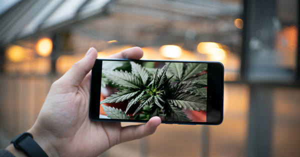 How to use Instagram to boost your cannabis dispendary.