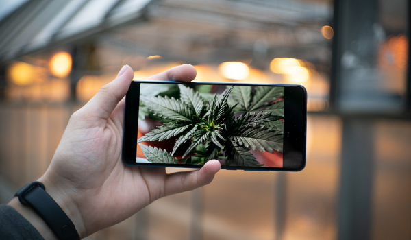 How to use Instagram to boost your cannabis dispendary.